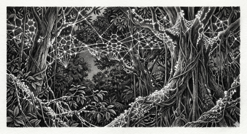 Field Illustration